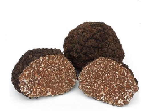 TUBER UNCINATUM (Autumn truffle)