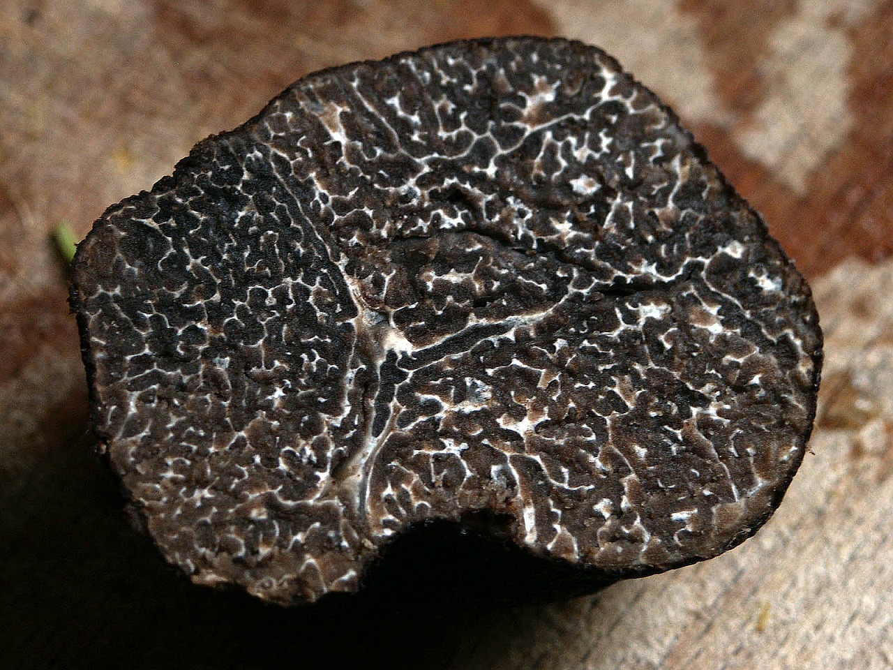 Tuber melanosporum vitt (BLACK TRUFFLE)